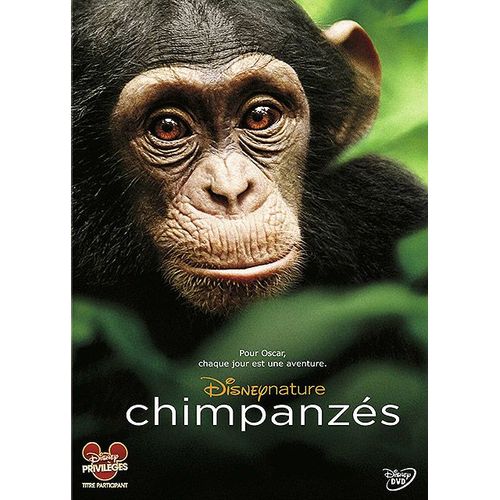 Chimpanzés