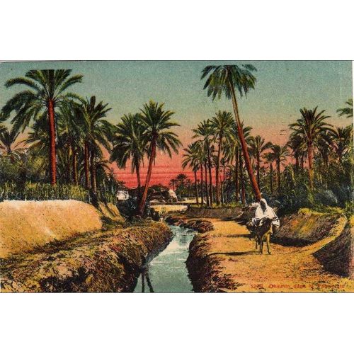 Carte Postale Chemin Dans La Palmeraie Algerie Palmier Ane Sahara Ruisseau