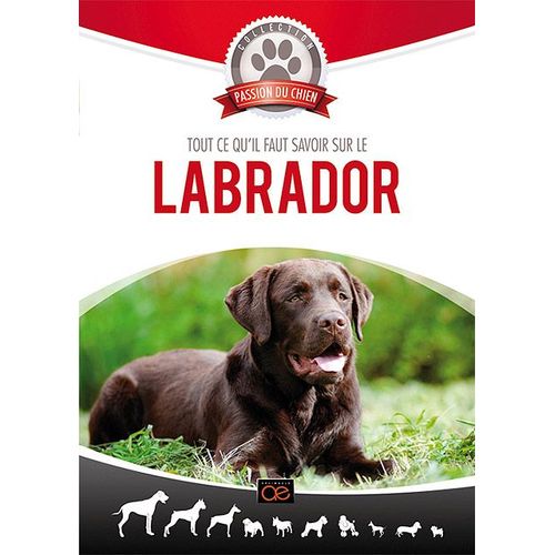 Tout Ce Qu'il Faut Savoir Sur Le Labrador