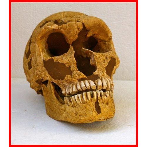 Reproduction Fossile Néanderthal Homme De La Ferrassie