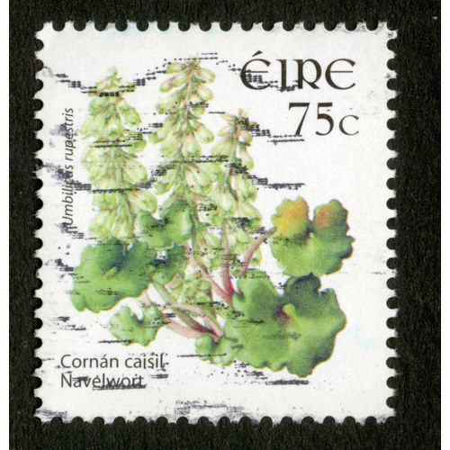 Timbre Oblitéré Éire, Cornan Caisil, Navelwort, Umbilicus Rupestris, 75c