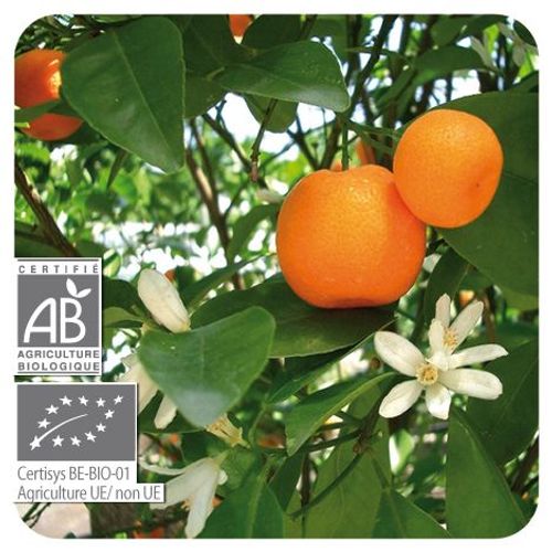 Pranarom Huile Essentielle Mandarinier Bio - 10 Ml 