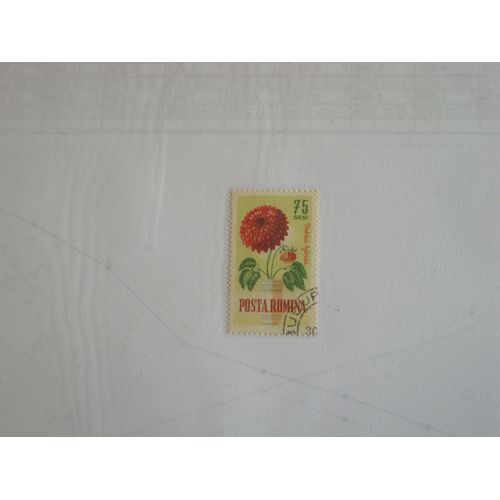 Timbre Roumain De 75 Bani, Fleur Rouge Dahlia Hybrida.