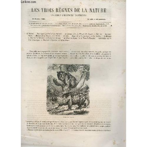 Les Trois Regnes De La Nature - Lectures D'histoire Naturelle / Troisieme Annee  - N°148 - 27 Octobre 1866 / Le Jagua - Aspect General Et Sa Fourrure - Jaguar Noir - Ferocite - Cri - ...