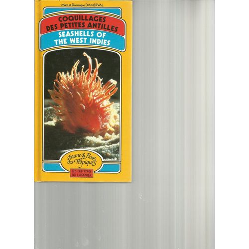 Coquillages Des Petites Antilles