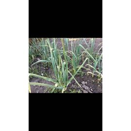 Poireau Perpétuel Allium Ampelorasum
