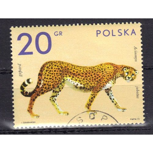 Pologne 1972 : Félin Sauvage : Guépard - Timbre Oblitéré