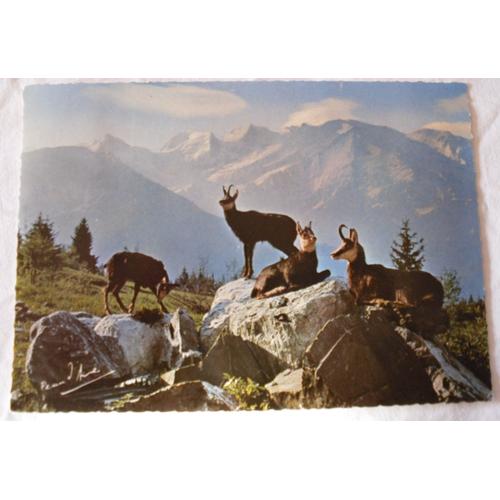 Cp - Carte Postale Ancienne (Cpa) - Animaux Des Alpes - Une Arde De Chamois Au Repos - N° 44 - Cliché Peau D'âne - Éditions Télé S.A. 74 Annecy.