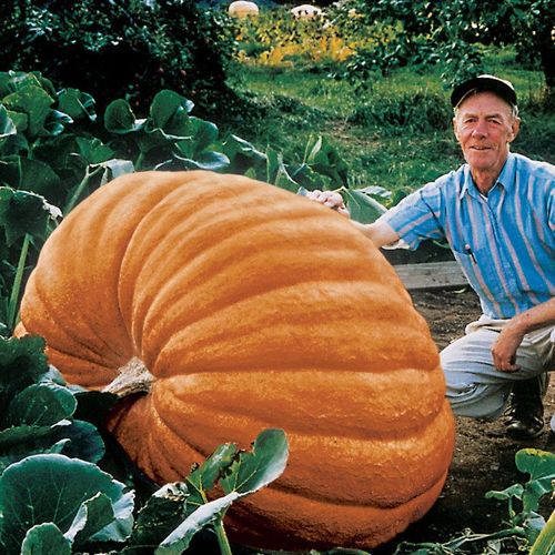 Record Du Monde  Potiron Geant  Lot De 5 Graines Variété Suprême Citrouille Courge