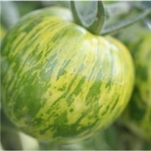 Graines De Tomate Green Zebra Verte