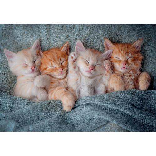 The Sweetest Kittens - Puzzle 1000 Pièces