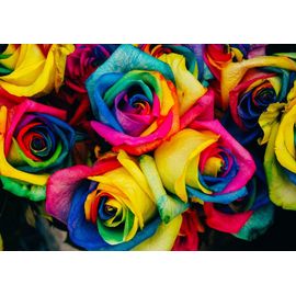 Roses - Puzzle 1000 Pièces