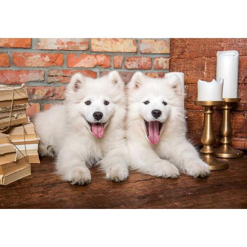 Samoyed Puppies Say Hello - Puzzle 1000 Pièces