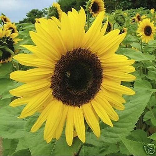 Tournesol Geant Lot De 5 Graines Variété Suprême Sunflower