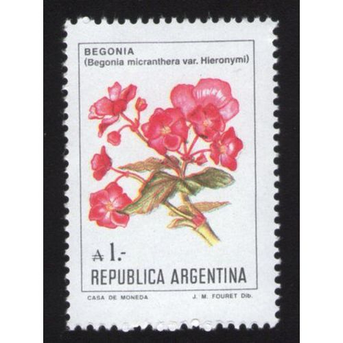 Argentine Flore Fleur Flower Begonia Micranthera Variété Hieronymi