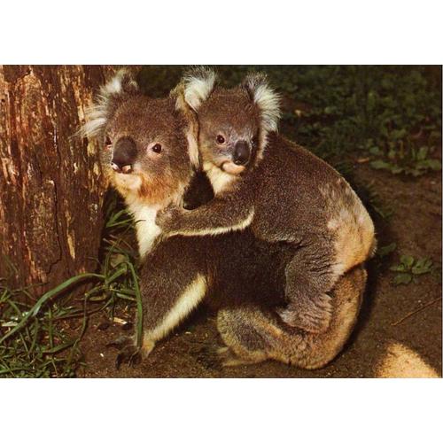 Carte Postale Koala Avec Bébé Koala Sur Dos Mammifère D¿ Australie  Écrite En 1986