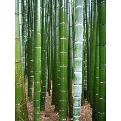 Record Du Monde Bambou Geant Lot De 5 Graines Variété Suprême Bamboo 30 Mètres