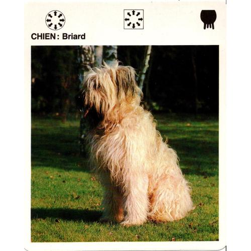 Fiche Le Grand Fichier Du Monde Animal Chien Briard