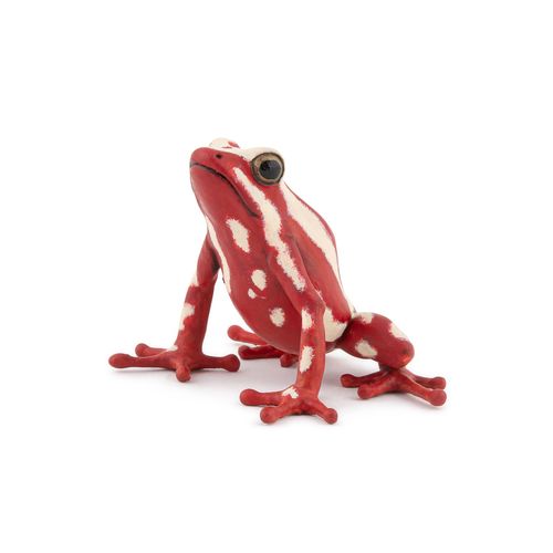 La Vie Sauvage Grenouille Flèche Tricolore