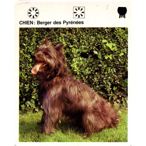 Fiche Le Grand Fichier Du Monde Animal Chien Berger Des Pyrénées