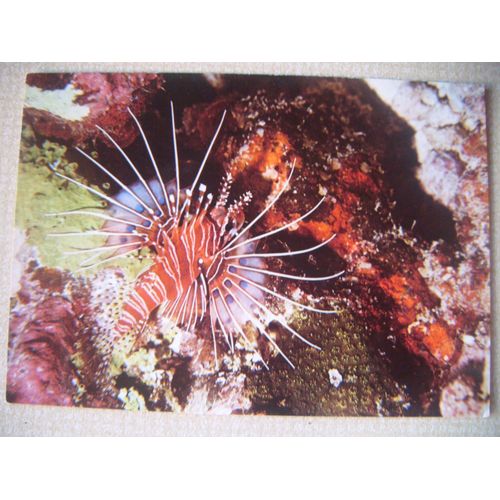 Carte Postale De Polynésie: Poisson Zèbre