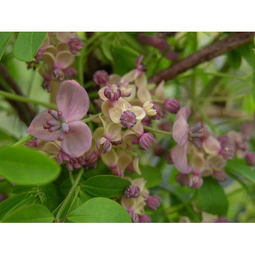 Akebia Quinata C3l