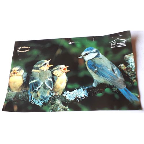 Belle Image Couleurs D'un Oiseau Femelle Bleue Avec Ses Oisillons Extraite D'un Calendrier De La Fondation Assistance Aux Animaux Srie Les Animaux Et Leurs Petits- Petit Trou Dans Le Haut - 30x18.5cm