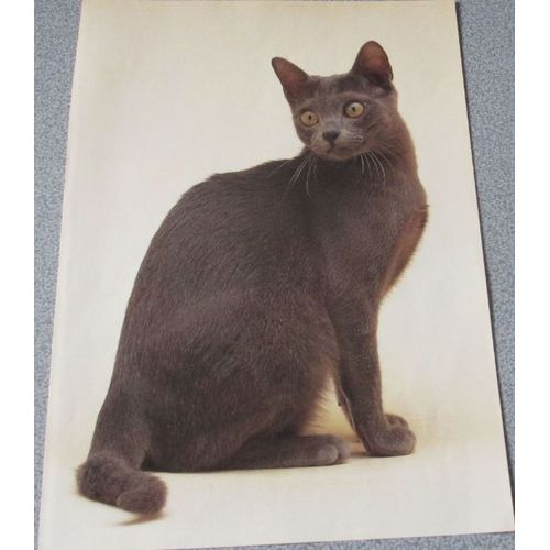Belle Image Dcorative Avec Le Portrait D'un Beau Chat De Race  La Robe Fonce (Peut tre Un Chat Burmese) -Simple Feuille De Papier 21x30cm-Pour Collection De Chats Ou Plaisir De L'image