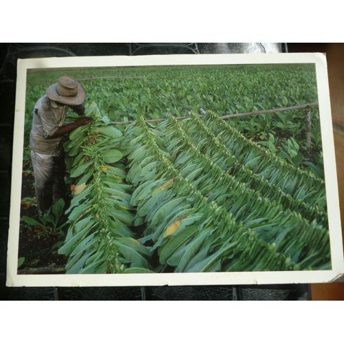 Carte Couleurs :Cuba :Schage Du Tabac.