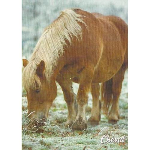 Carte Postale Cheval Star