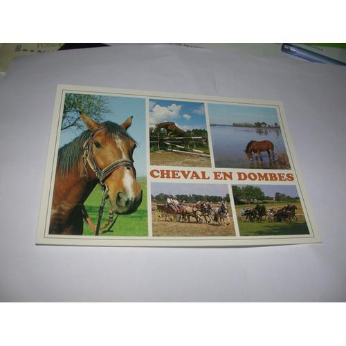 Carte Postale Chevaux