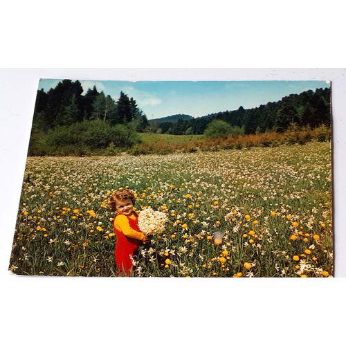 Carte Postale Couleurs De Brenod (Ain) Reprsentant Une Fillette Dans Un Champ De Narcisses-Correspondance Personnelle Au Dos-Timbre Et Oblitre Du Cachet De La Poste Du 1/09/1980-Combier Imprimeur