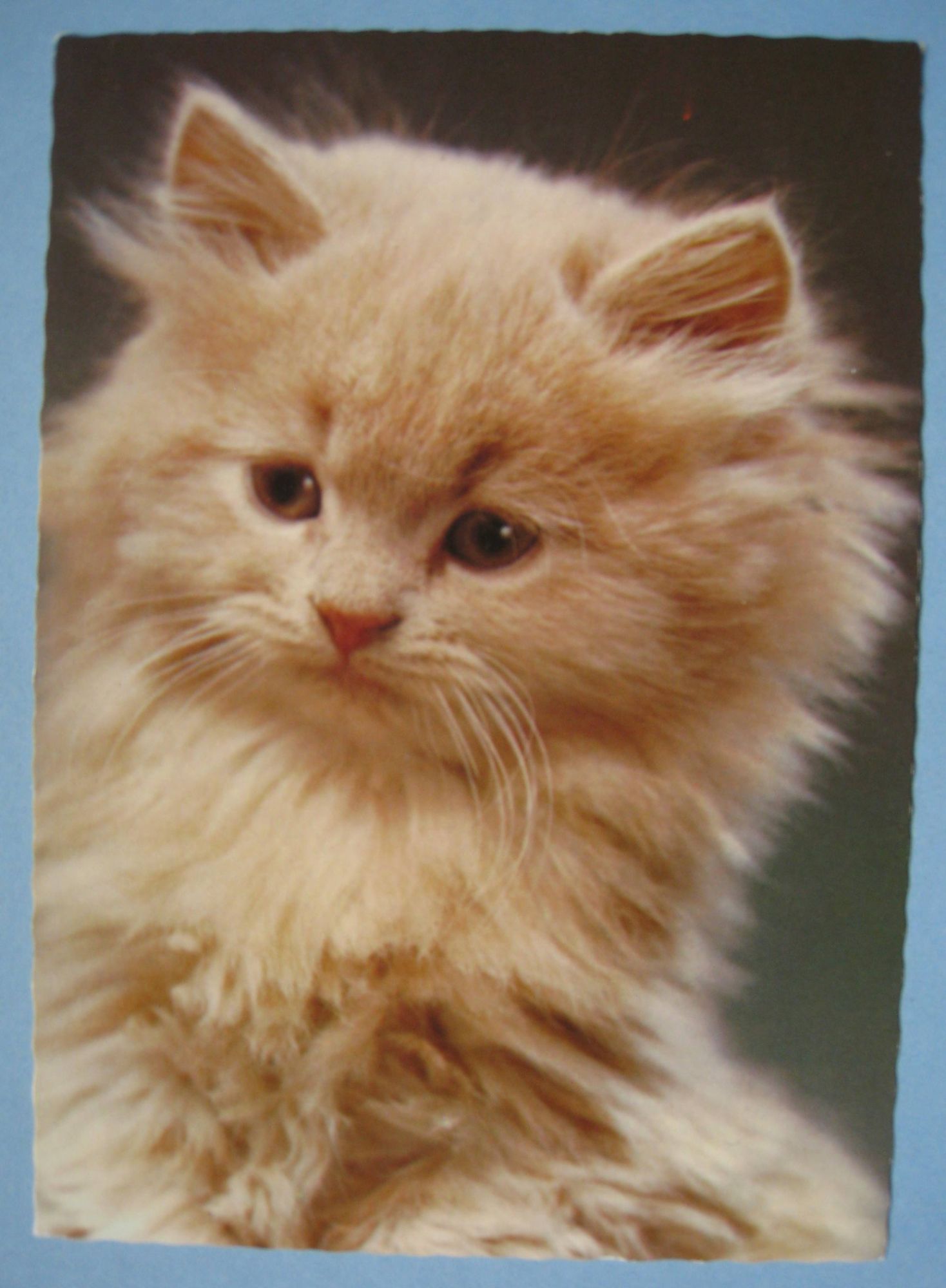 Carte Postale Jeune Chat Angora Creme Carte Postale Rakuten