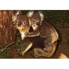 Carte Postale Koala Avec Bebe Koala Sur Dos Mammifere D Australie Ecrite En 1986 Rakuten