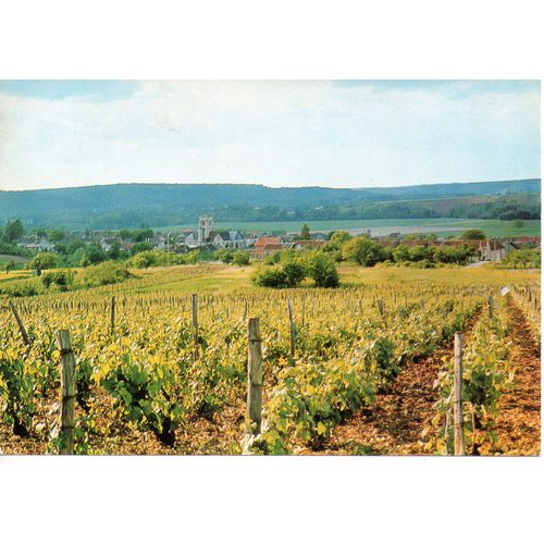 Celles Sur Ource (10 Aube) - Vue Du Vignoble (Vigne, Vin, Champagne)