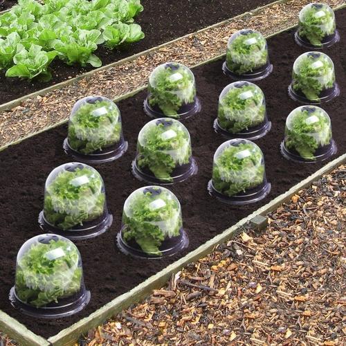 Cloche  Salades X12 Serre De Protection Pour Plants