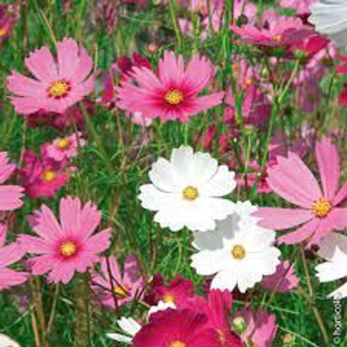 Cosmos  Granes Fleurs Varies 30 Graines