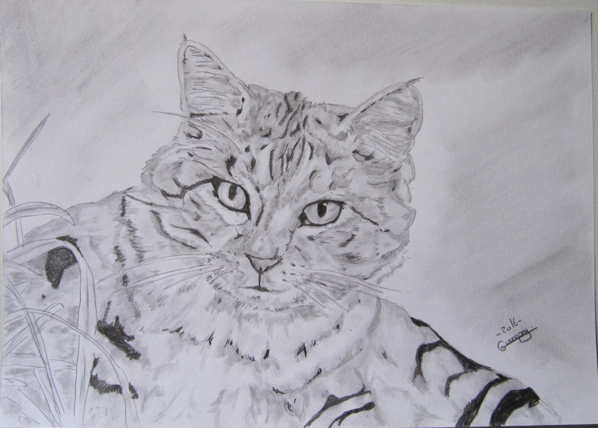 Dessin Chat Tigre Crayon Fine Art Cat Cats Gato Animal Chaton Rakuten