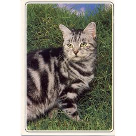 European Tabby Chat Europeen Carte Postale Rakuten