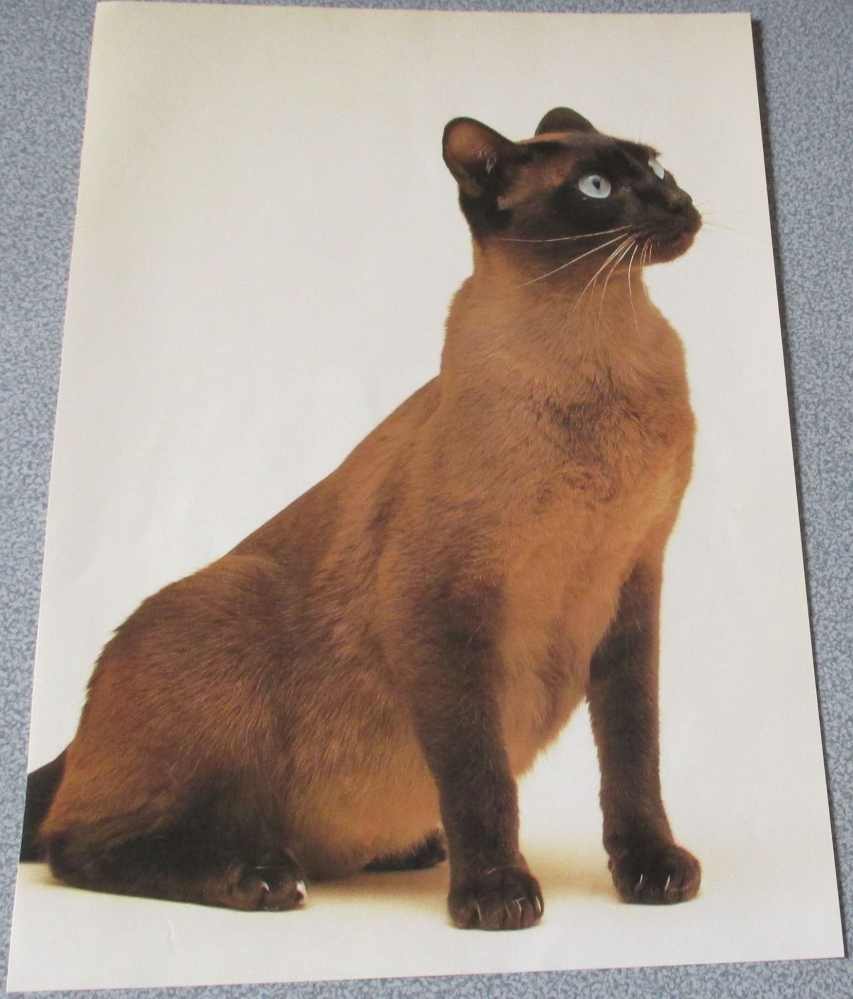 Feuille De Papier Avec Le Portrait D Un Beau Chat De Race Brun Et Marron Aux