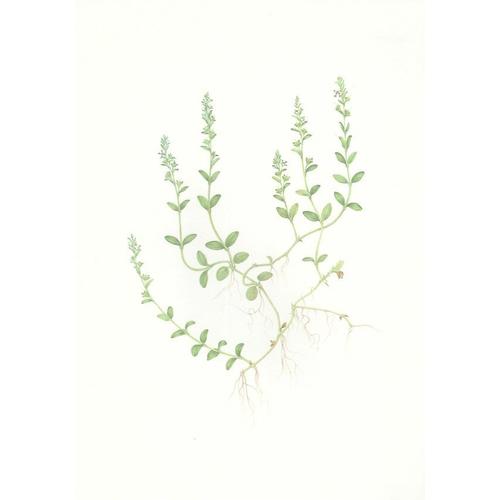 Fiche Veronica Serpyllifolia, Vronique  Feuilles De Serpolet