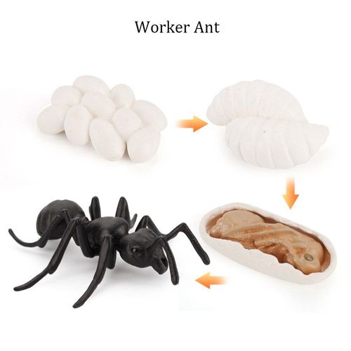 Figurine De Cycle De Croissance Coccinelle, Jouet En Plastique, Modles Abeille, Araigne, Papillon, Poulet, Simulation D'animaux
