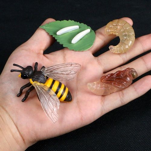 Figurine De Simulation De Petit Insecte Pour Enfants,Jouets De Croissance D'animaux,Modle De Subvention De La Vie,quation D'araigne,Grenouille,Papillon,Mignon,Bb,Dbut - Type Bee
