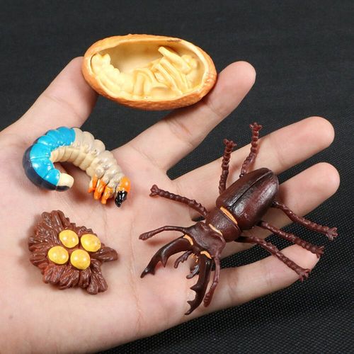 Figurine De Simulation De Petit Insecte Pour Enfants,Jouets De Croissance D'animaux,Modle De Subvention De La Vie,quation D'araigne,Grenouille,Papillon,Mignon,Bb,Dbut - Type Stag Beetle