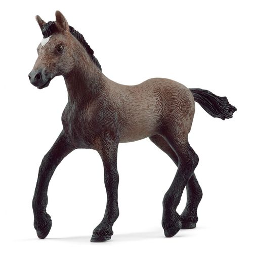 Horse Club Poulain Paso Pruvien