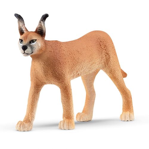 Wild Life Femelle Caracal