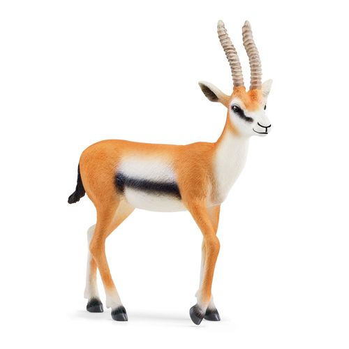 Wild Life Gazelle De Thomson