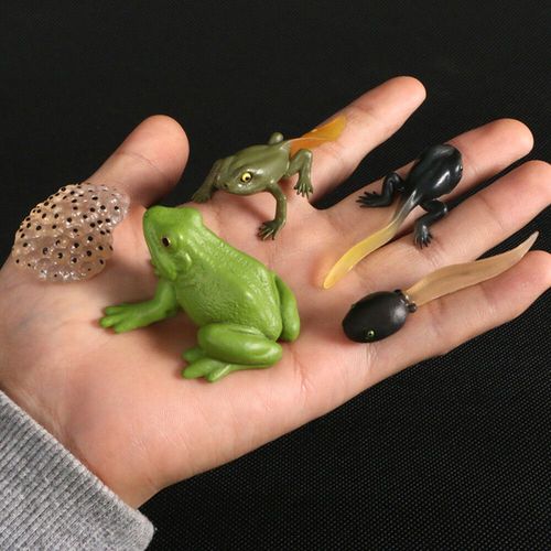 Figurines D'action De Croissance De Papillon En Fuchsia Jetable,Modle De Subvention De Vie,Simulation D'animaux - Type Frog
