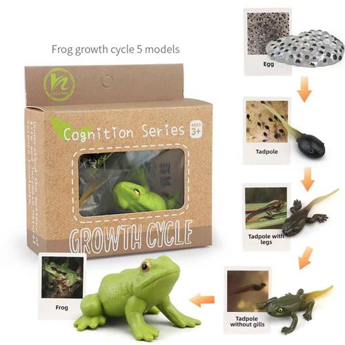 Figurines D'action Papillon Et Grenouille Jetables,Jouet De Simulation,Modle De Subvention De Croissance Des Animaux,ducation Mocntessori,Mignon Danemark Y - Type Frog-A