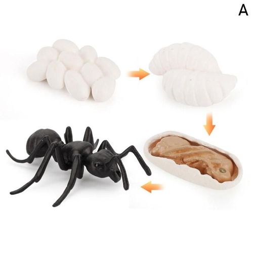 Figurines D'animaux De Simulation Du Cycle De Vie, Grenouille, Fourmi, Moustique, Tortue De Mer, Poulet, Papillon, Modle De Cycle De Croissance, Jouets